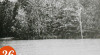Foto Hutan Mangrove di Teluk Aru, Pulau Aru, Maluku, 26 Juli (±1930)